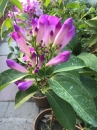 紫羅蘭（蒜香藤）