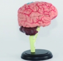 4D 腦部解剖模型