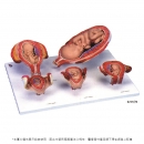 胎兒發育模型