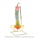 彩色脊椎模型
