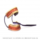 牙齒保健模型